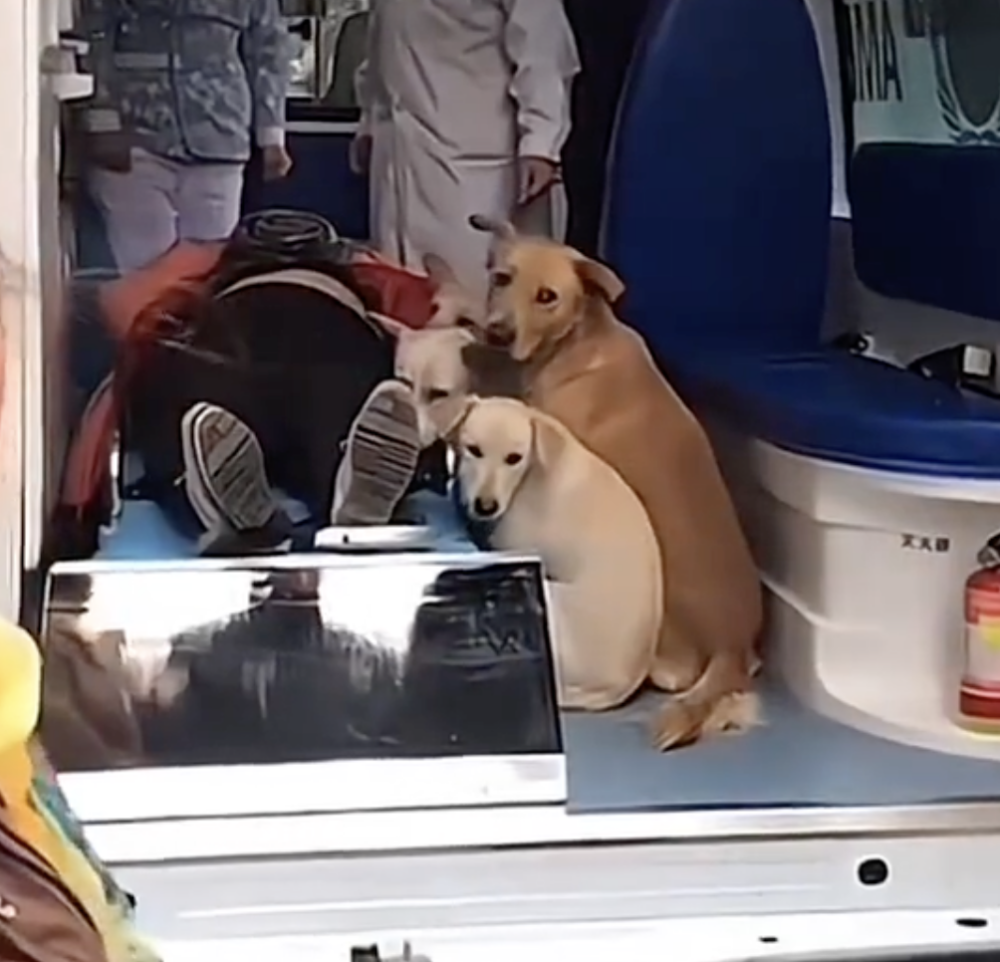 四隻忠犬始終守護在旁