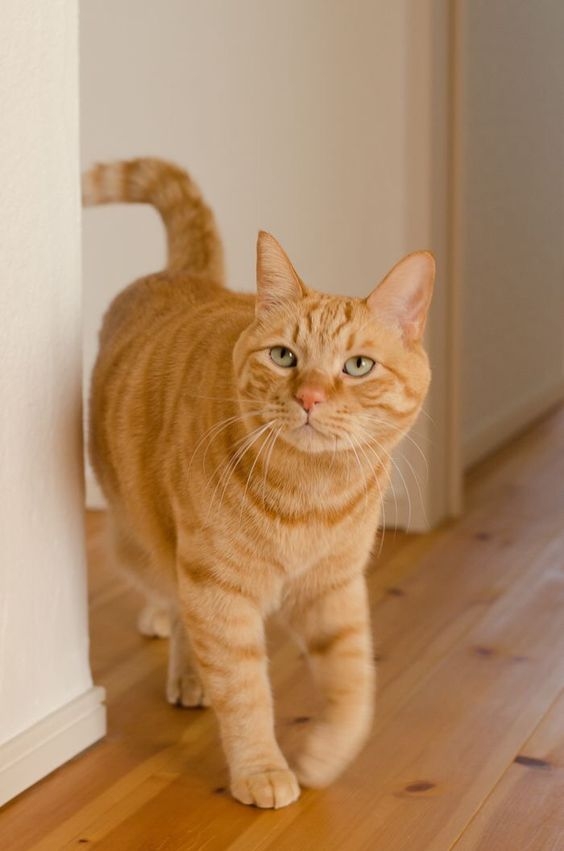 橘貓大多為公的?