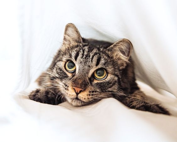 如果貓咪的焦慮問題較為嚴重，建議尋求獸醫或行為專家的協助～