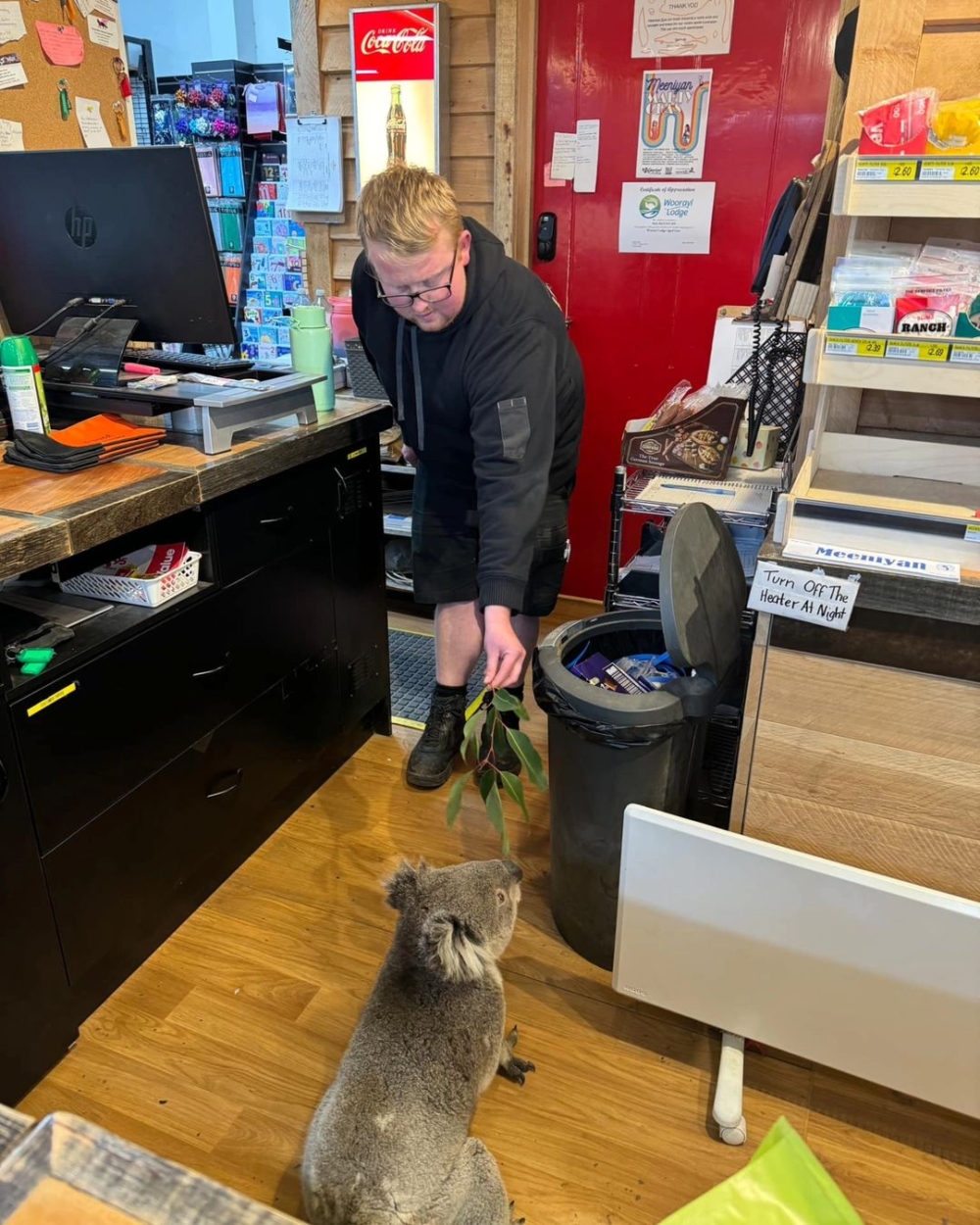 店內員工則相當友善,還特地準備了一些樹葉給這隻考拉當作臨時小點心!