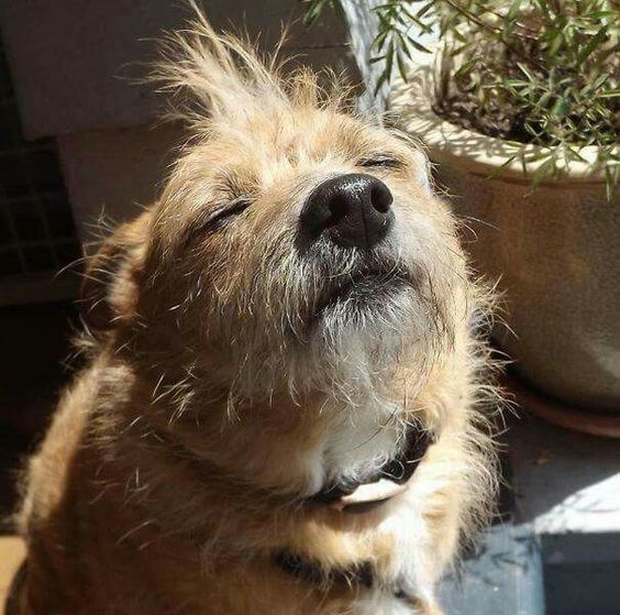 隨著狗狗逐漸步入老年，牠們的鼻子顏色也會隨之改變！