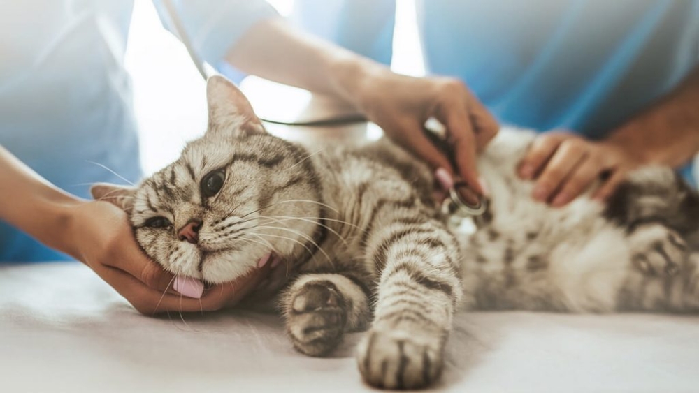 當寵物需要住院或進行手術，這些費用通常高昂，保險的這一項目可以幫助飼主減輕經濟壓力。