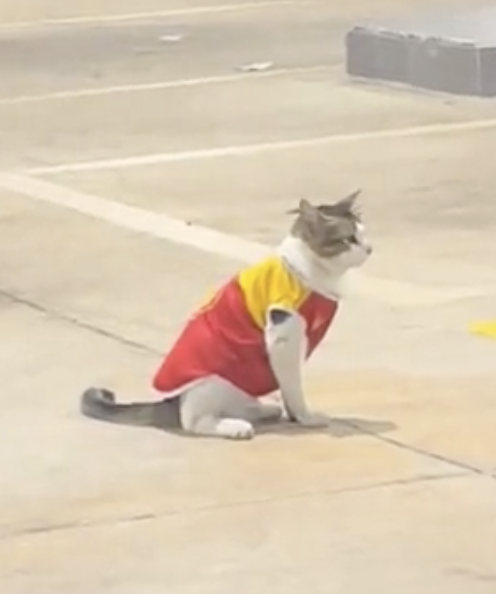 這隻灰白相間的貓咪坐在加油站的中央，神情嚴肅地觀察著四周的車輛和行人