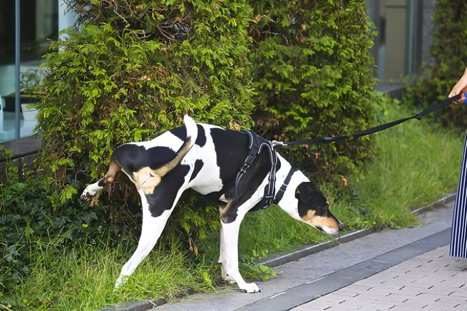 狗狗撒尿時喜歡抬高一條後腿