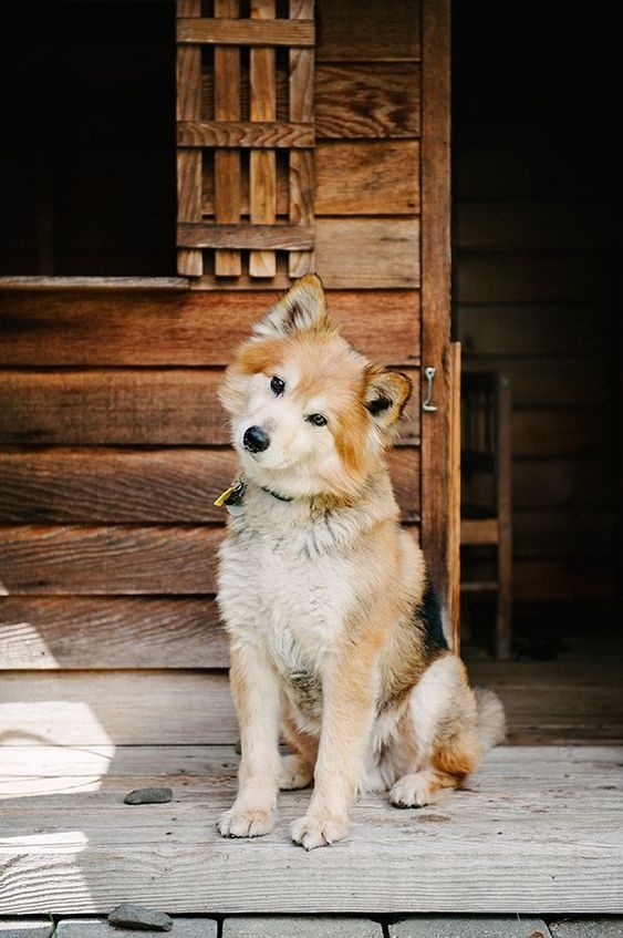 當狗狗步入年老階段時，牠們的身體和行為會逐漸出現一些微妙的變化！