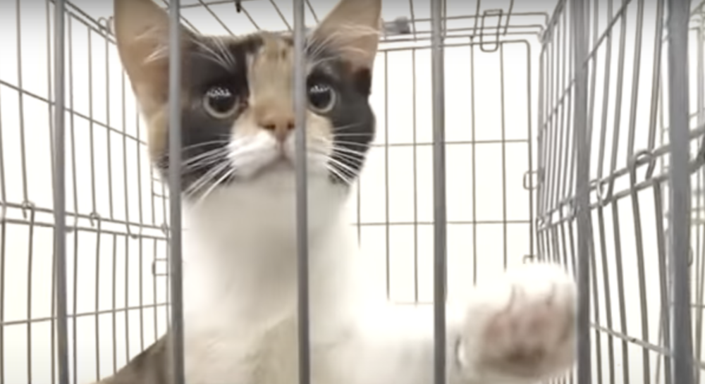 當雄性貓出現基因突變，雄性三花貓才得以出現