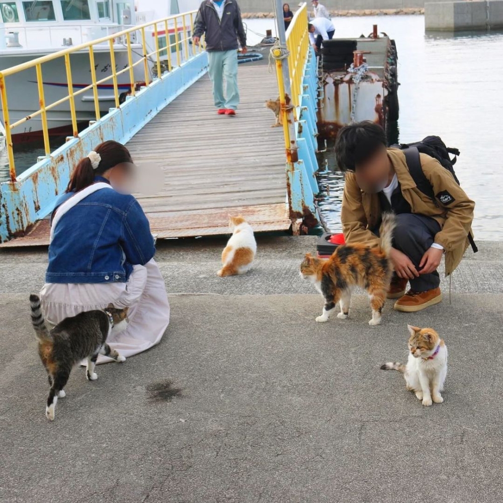 貓島成為了無數貓奴心中的天堂，更成為「世界第一的貓咪樂園」。