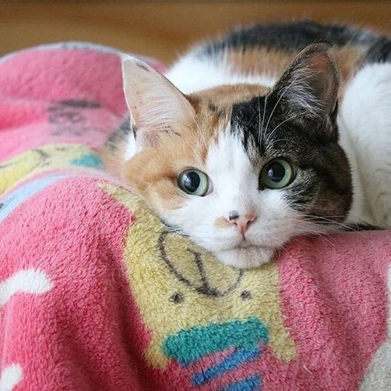 貓絕育優點1. 預防疾病