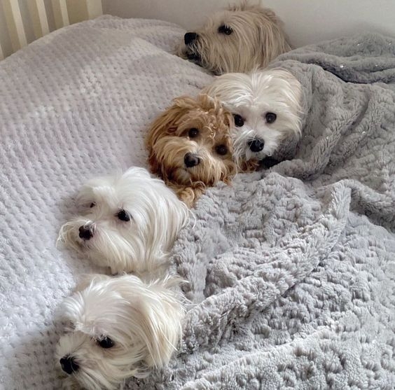 記住，小型犬雖然體型小巧，但仍然需要主人的關心和照料～