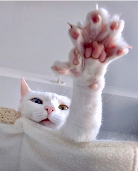 愛心型肉球：溫柔撒嬌的小天使