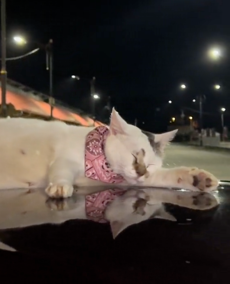 刀疤貓平日就很喜荒躺在車頂上。