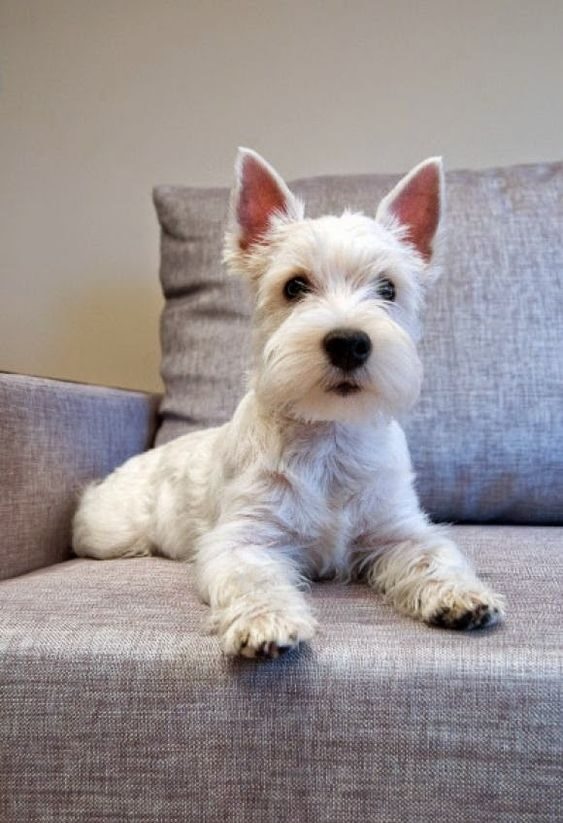 當你家中的狗狗用耳朵向你傳遞訊息時,你是否察覺過其中的含意呢?