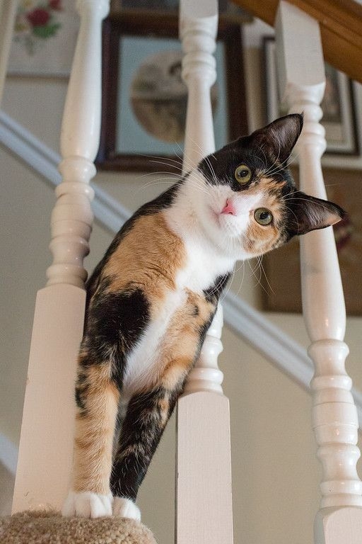 照顧貓咪的健康是所有飼主的責任，但有時候，即使是出於善意的一些行為，反而可能會對貓咪造成無形的傷害！