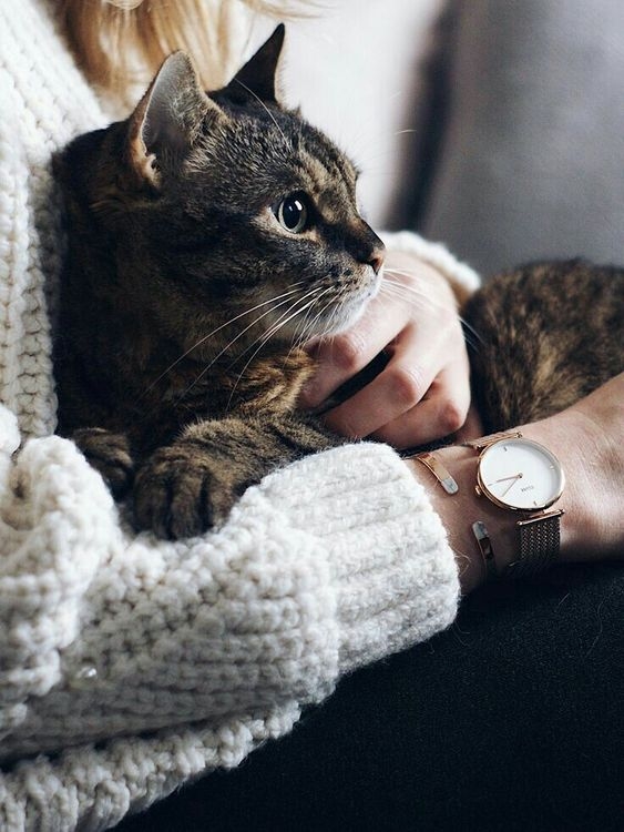 據日本寵物專欄作家指出，飼主在生活方式、行為模式上潛移默化地影響著貓咪