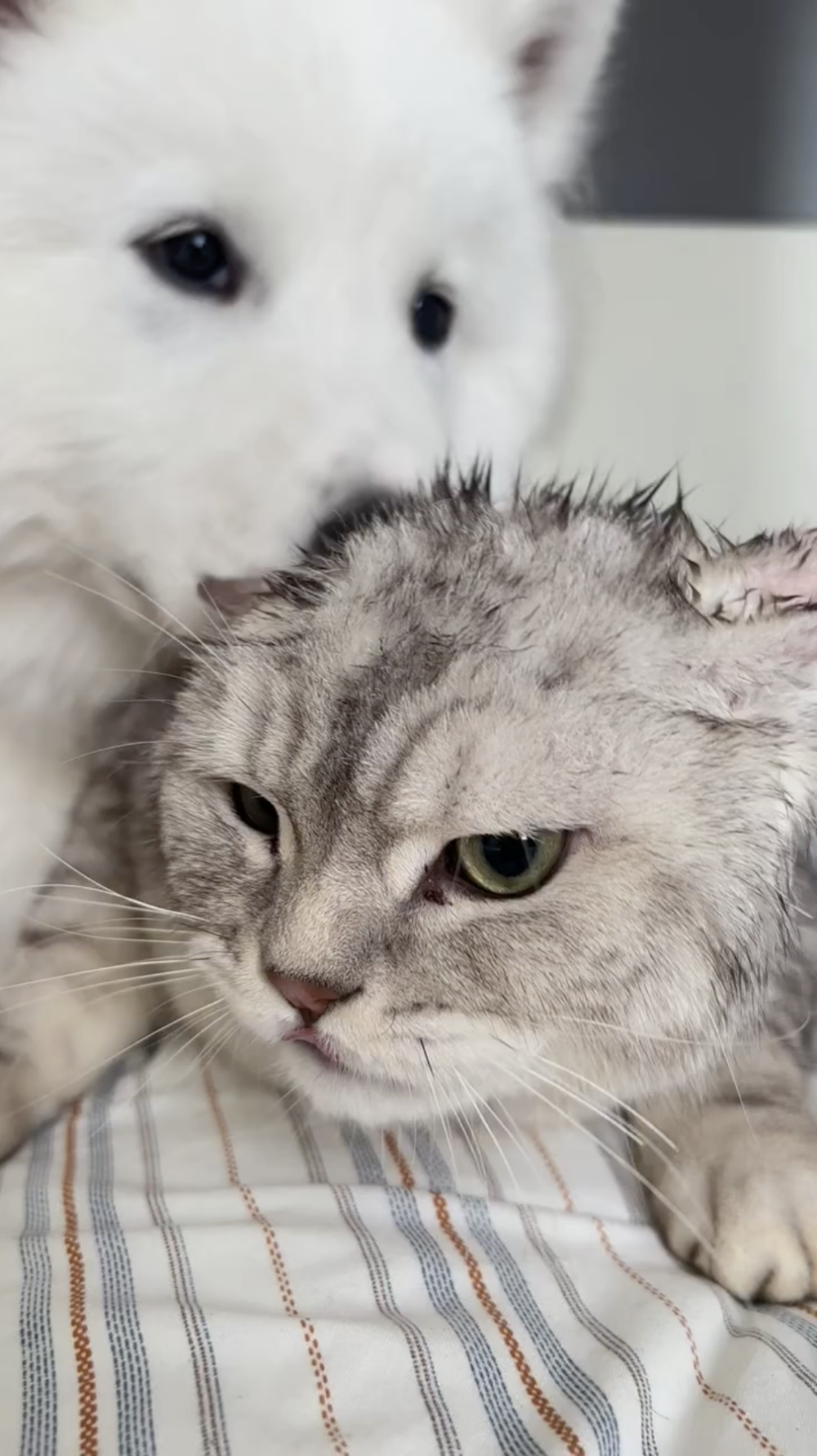 汪：是不是很好看！