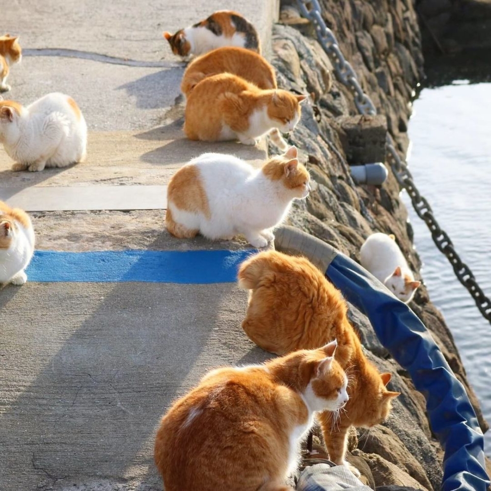 日本著名貓島「青島」即將消失！