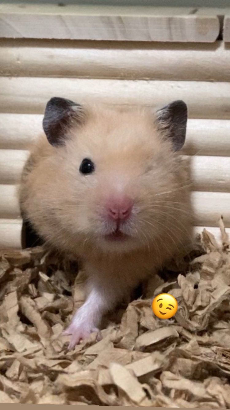 奴才：你鑽得進去嗎？