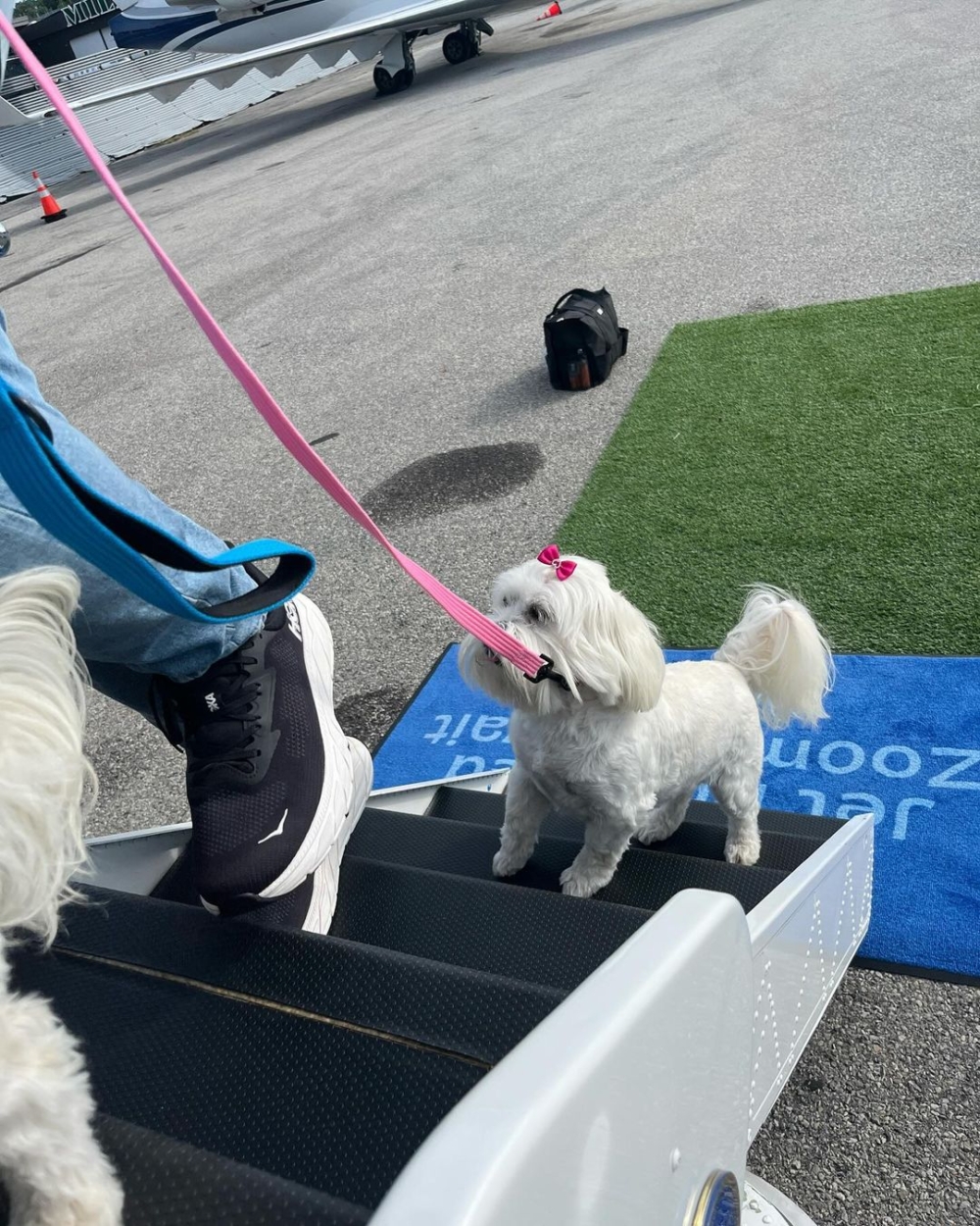 登機時，專人引導狗狗上機，減少壓力！