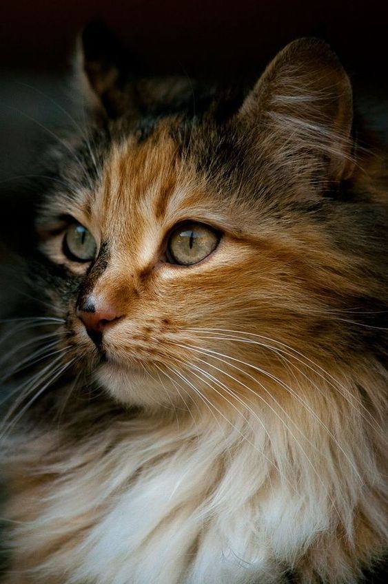 貓咪的眼睛顏色與牠們的性格之間似乎存在著某種微妙的聯繫呢？