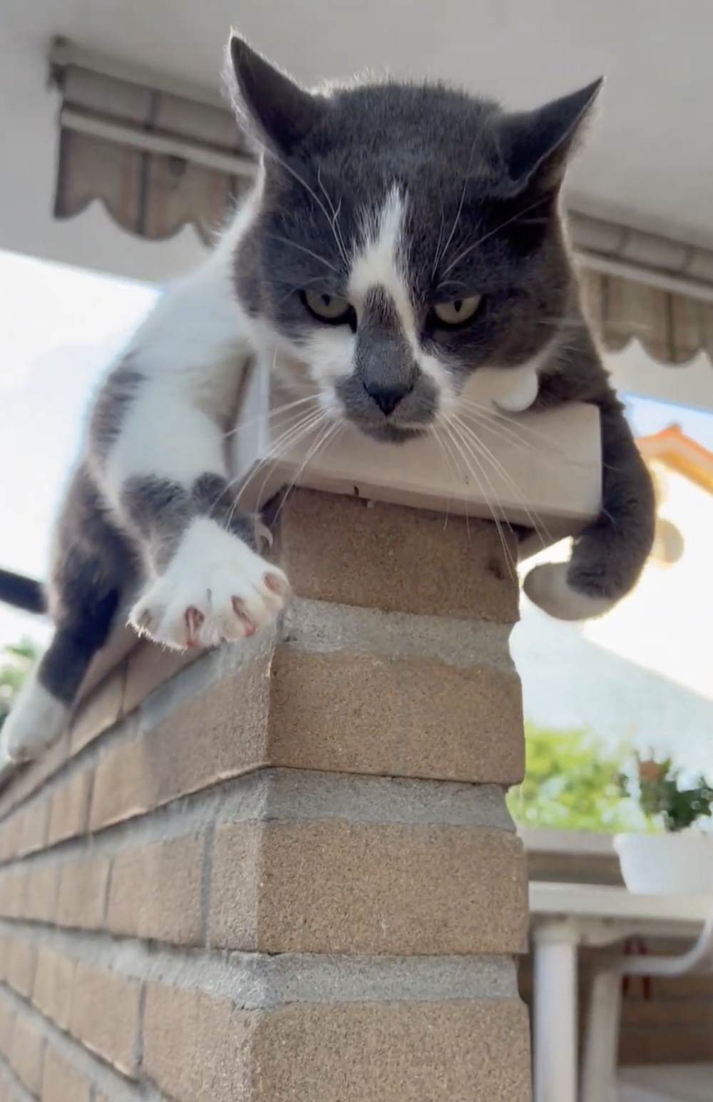 奴才：真的有模有樣欸