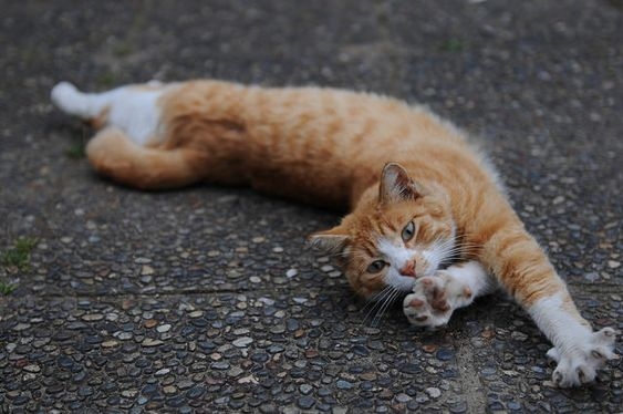 貓咪是非常敏感的動物，情緒波動時，牠們常會利用伸懶腰來緩解壓力