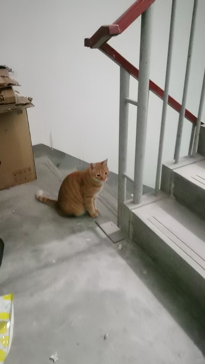 這隻貓是家中老人生前的心愛寵物，但老人去世後，子女卻無情地將牠趕出家門！