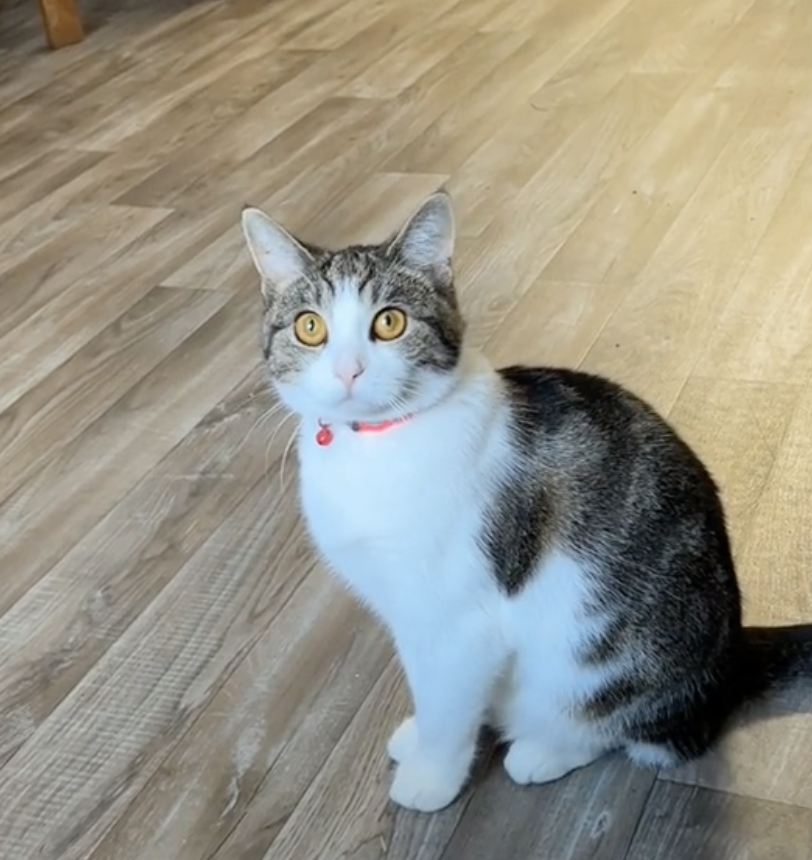 「Monkey」是招財貓？