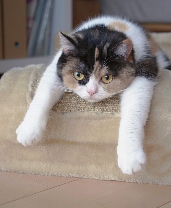 隨著歲月的流逝，原本精力充沛的貓咪逐漸步入老年