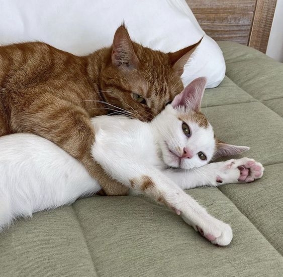 貓咪在發情期間不但感到痛苦，而且還會造成患有疾病的風險。