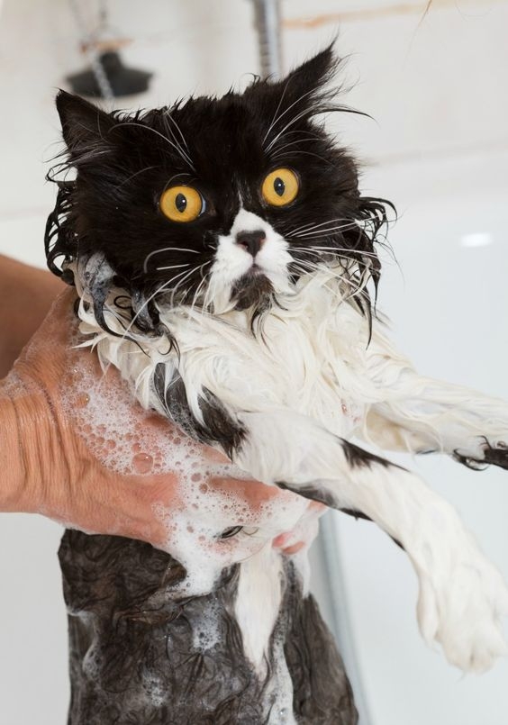 頻繁給貓咪洗澡