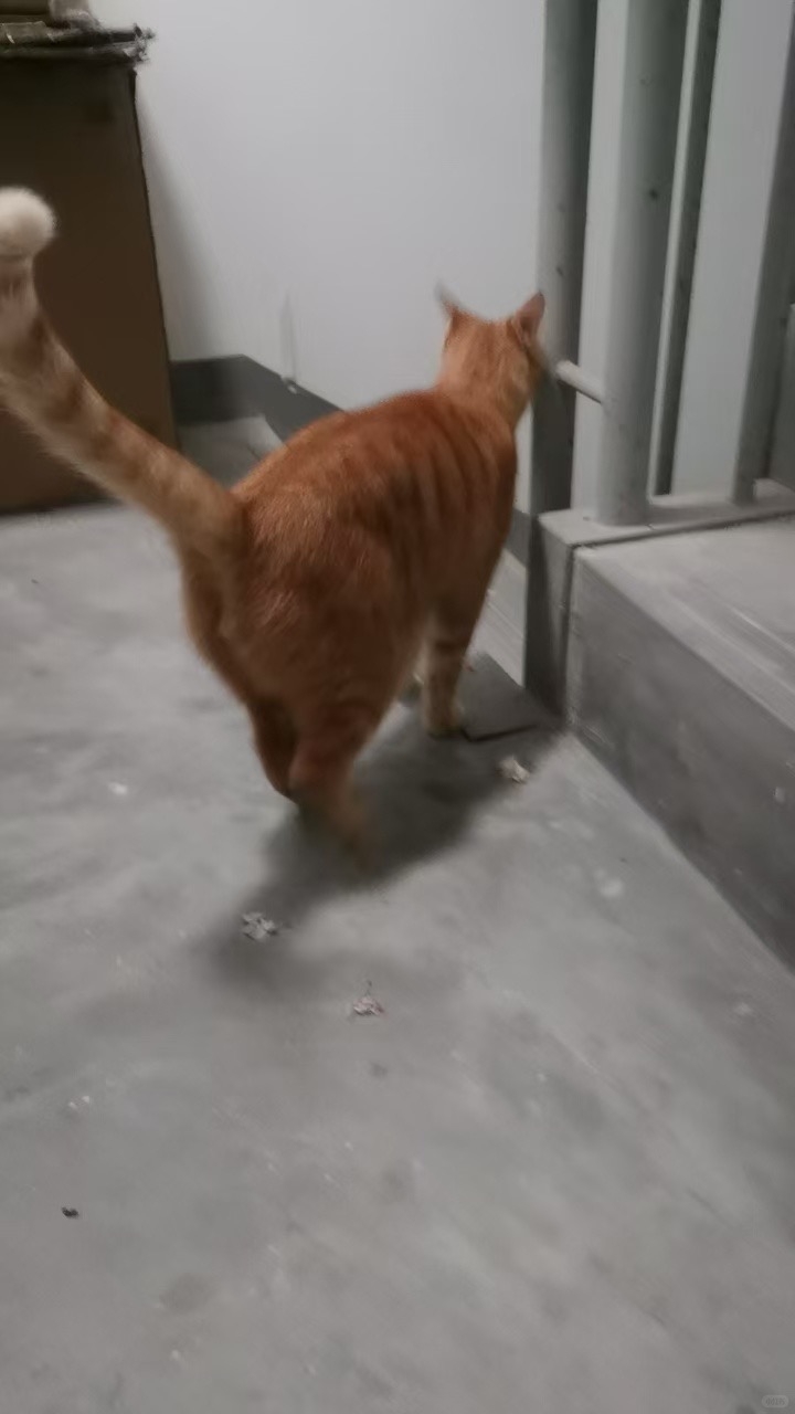 橘貓曾出現在松江區一棟公寓的樓道間！鄰居發現這隻貓徘徊於16號樓11層的走廊，困惑地來回張望著家門～