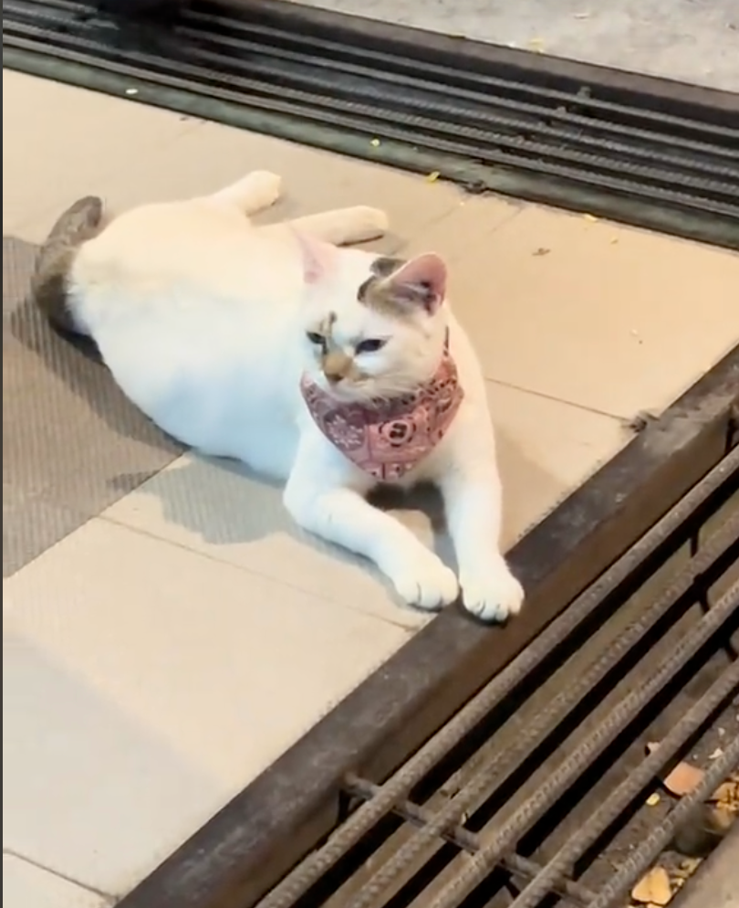 其實刀疤貓是一隻流浪貓。