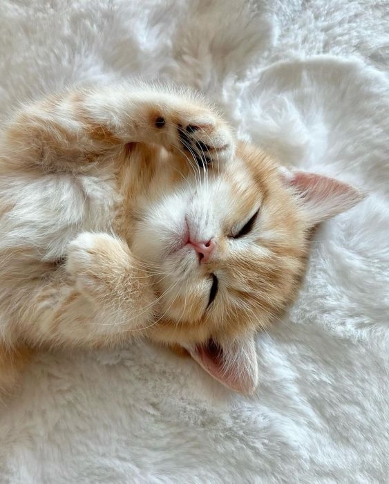 貓咪肉球的形狀與性格有著微妙的關聯