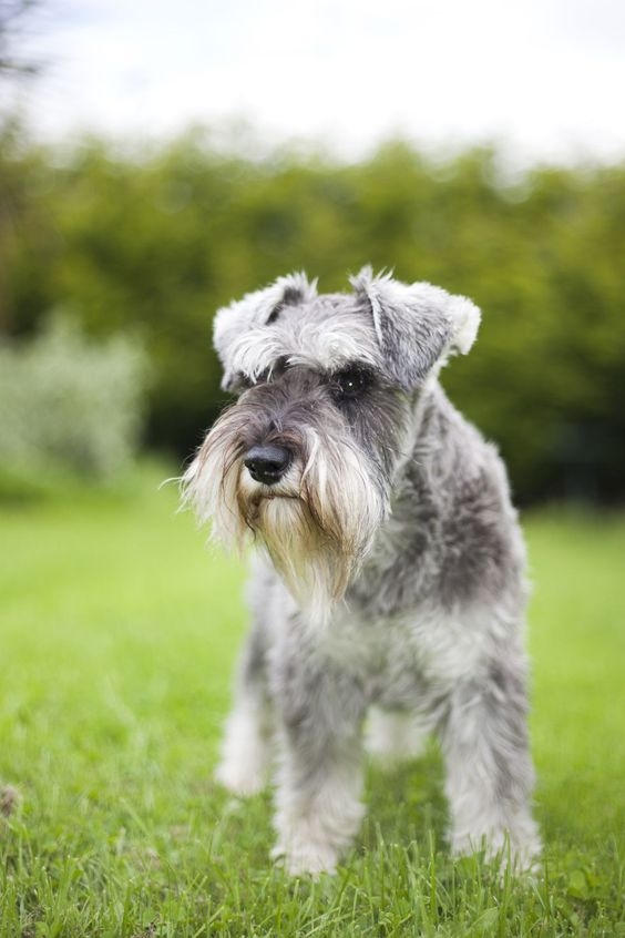 迷你雪納瑞 (Miniature Schnauzer)