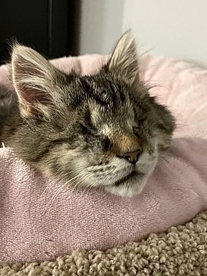 不同品種的貓咪壽命有所不同