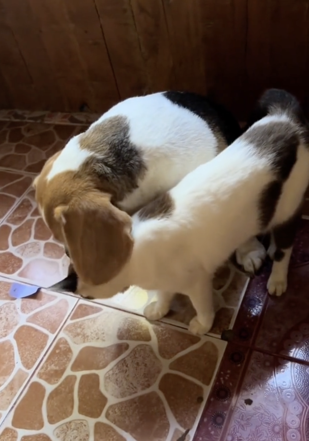 奴才：哈哈哈哈哈哈哈XD