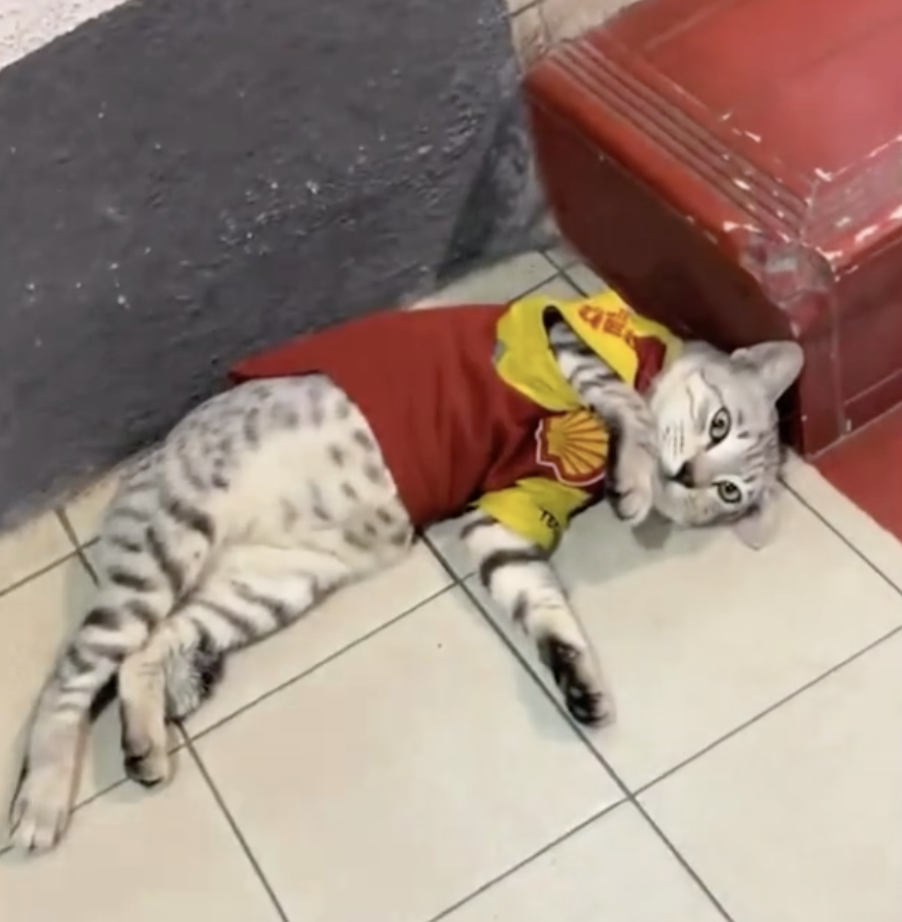 其他Shell加油站的貓員工