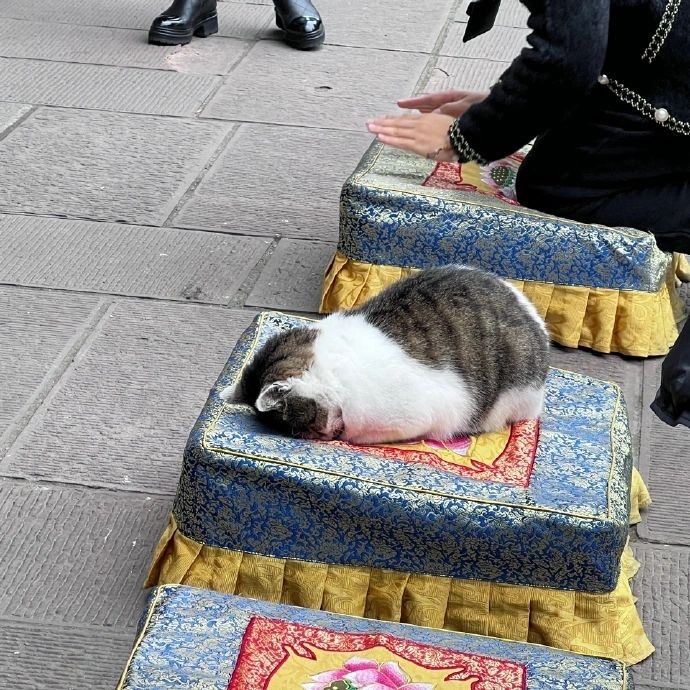 一隻每天拜佛的特別「小信徒」貓咪成為了網絡熱門話題!