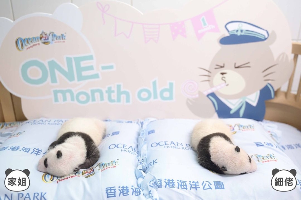 9月14日龍鳳胎滿月啦！