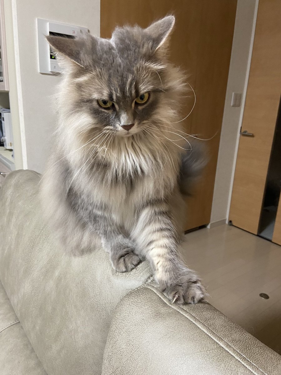 奴才：你怎麼在這裡？