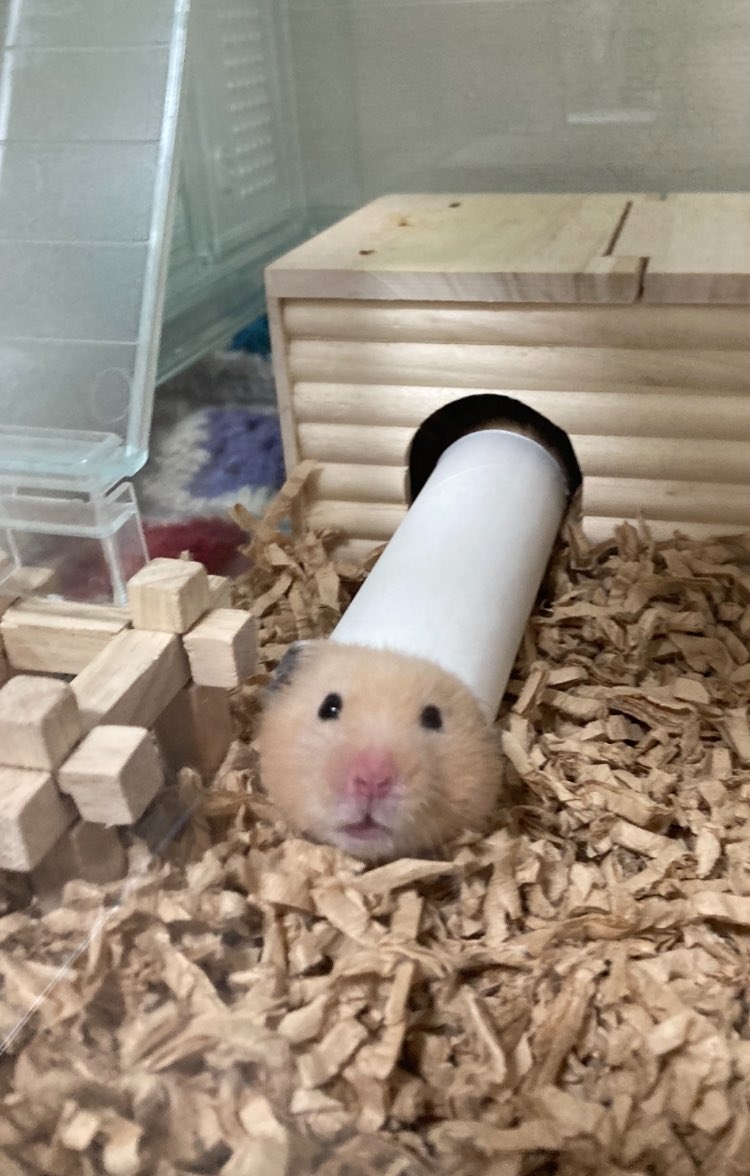 奴才：是新玩具喔