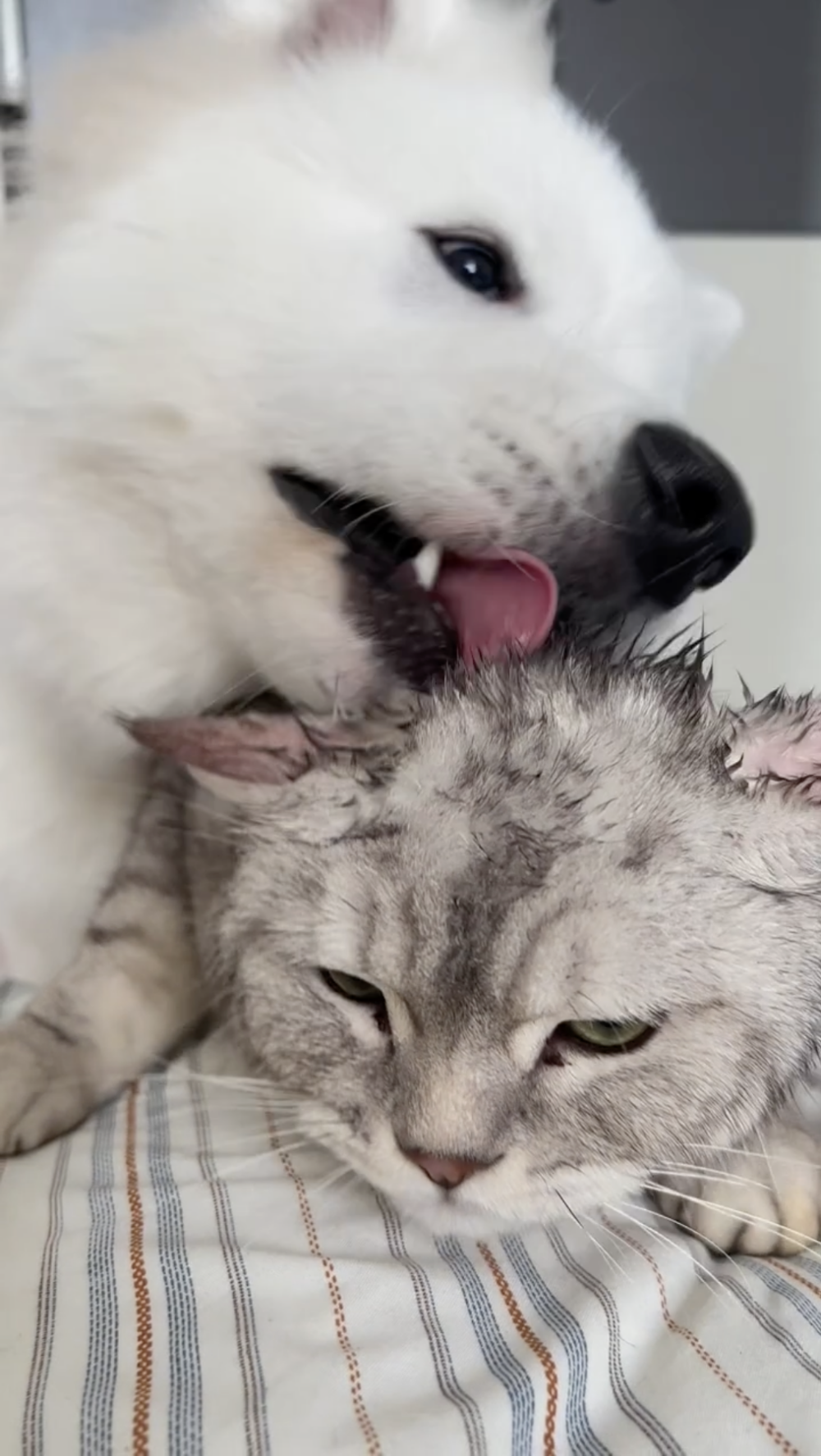 汪：那你究竟喜不喜歡嘛？