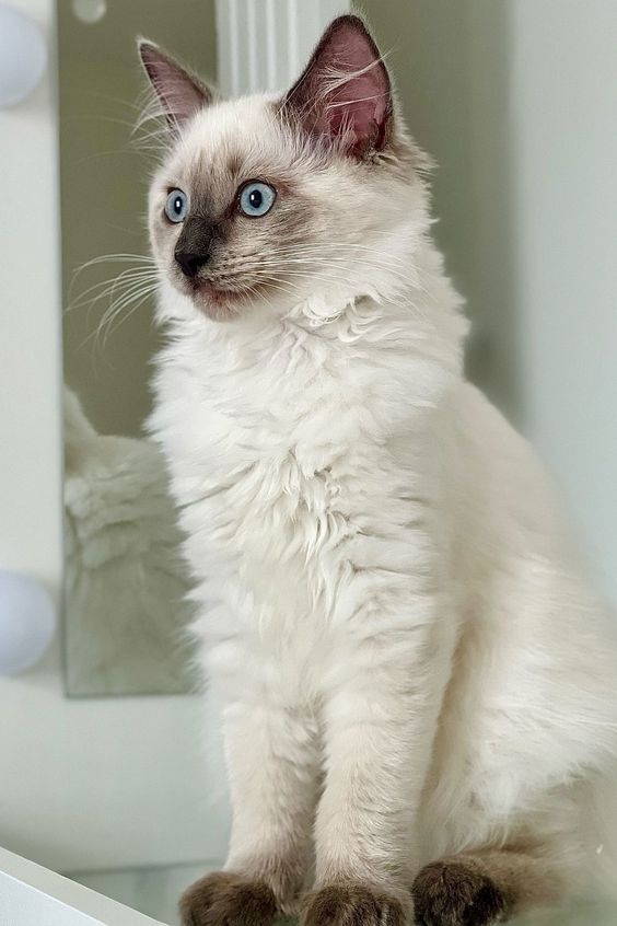 為了保持貓咪健康的毛色，飼主應注意預防和護理