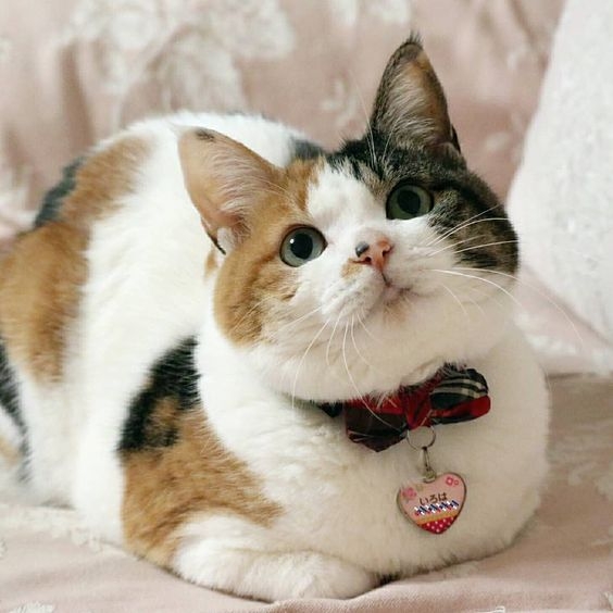 外表看似難以親近的三花貓，其實擁有柔軟的心腸。