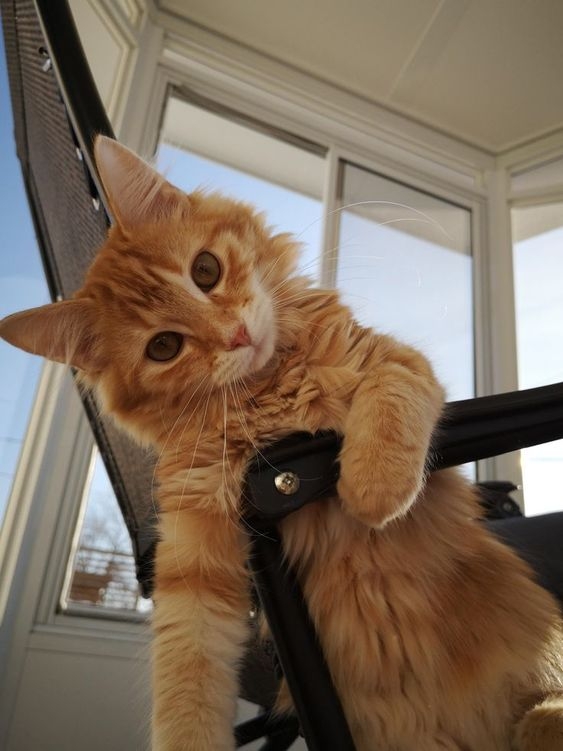 由於 Y 染色體上並不攜帶毛色基因,所以公貓無法擁有同時表現橘色和黑色的基因組合