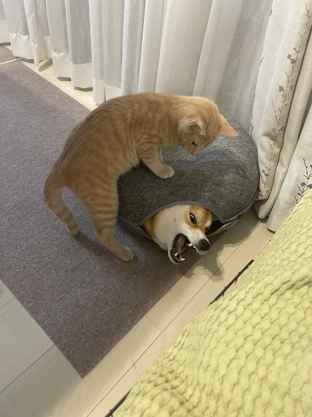 汪：千算萬算沒算到這一招啊