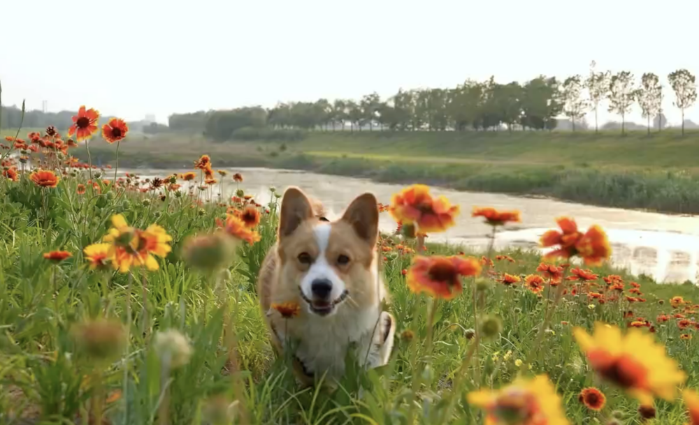 中國大陸山東濰坊的警犬基地近日迎來一位特殊的「新成員」，即是國內首隻柯基警犬「福仔」