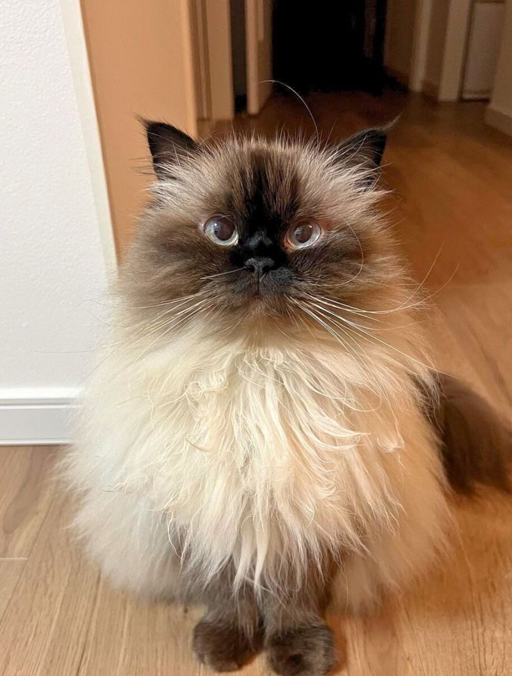 貓咪的營養也會影響毛色