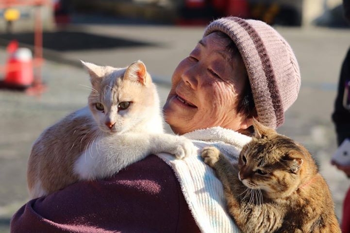 青島貓咪由「貓媽媽」照顧。