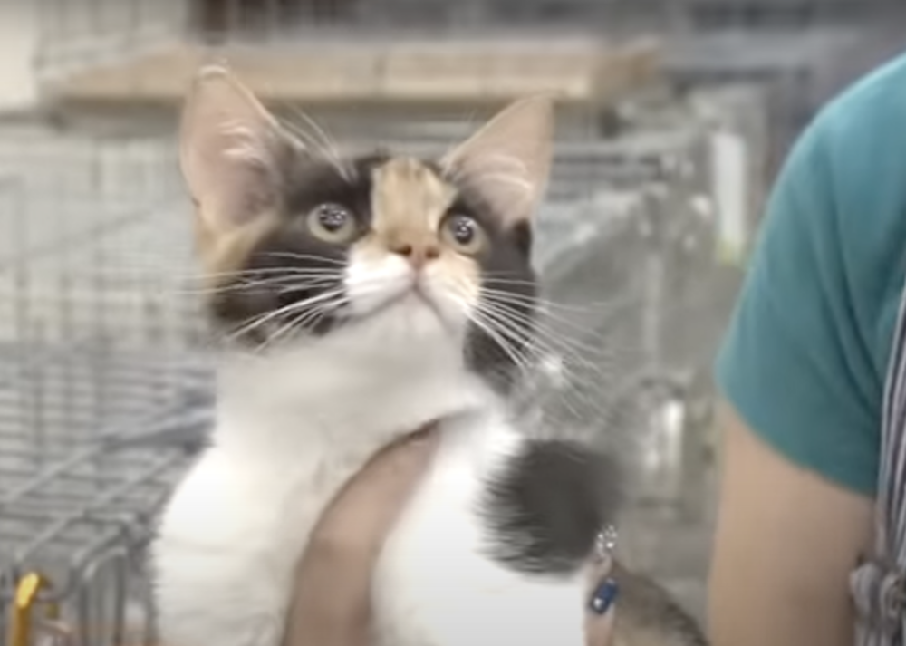 雄性三花貓在歷史上有著特殊的意義～